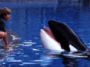 Blurred images of Free Willy